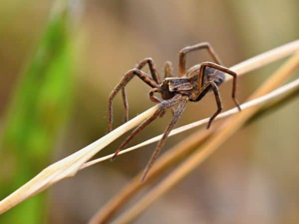10 curiosità sui ragni
