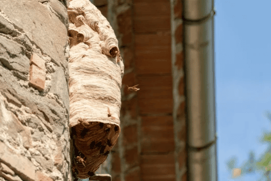 Come rimuovere un nido di calabroni in sicurezza